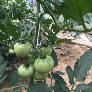 SEPT-Crochet pour Tomate,100Pcs Crochets en J pour tomates et légumes,Serre Crochet pour Tomate Pinces Végétales de Support de Tomate de Raisins Clip à Tomates Fraises Fruits Anti Tomber Eviter - Neuf