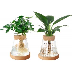 ASFASFq-Lot de 2 vases en verre transparent pour avocat avec couvercle en bois et support en bambou pour la culture hydroponique, la maison, le bureau, la décoration de table - Neuf