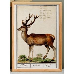 Petite affiche sur le cerf, d'apr&egrave;s une gravure ancienne de 1610. - Neuf