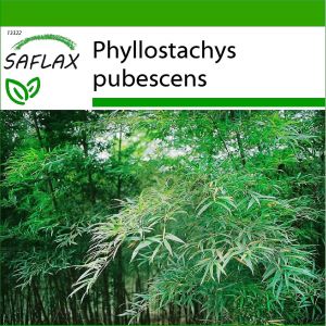 Saflax - 20 graines - Avec substrat - Moso Bamboo - Bambou Moso - Moso / Bambu gigante - Bamb¿² moso - Moso Riesenbambus - Neuf