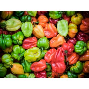 25 Graines De Piments Antillais Habanero - Neuf