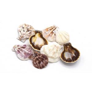 Lot De 20 Coquillages Pour La D&eacute;coration Mini Coquille Saint Jacques, Cr&eacute;ation Bijoux Et D&eacute;coration D'Int&eacute;rieur, Fabrication Diy - Neuf