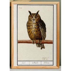 Petite affiche sur le &laquo; Hibou grand-duc &raquo;, d'apr&egrave;s une gravure ancienne de 1610. - Neuf