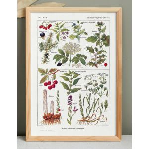 Affiche sur les plantes sudorifiques, d'apr&egrave;s une lithographie de 1928 - Neuf