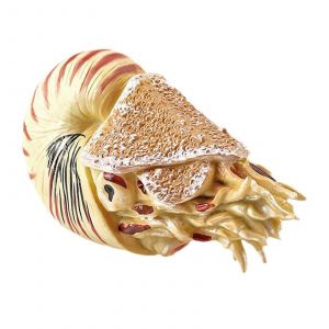 Mini figurine de poisson r&eacute;aliste, animal marin, jouet, r&eacute;plique de d&eacute;coration de g&acirc;teau, jouet &eacute;ducatif pour enfants, collection de boutiques d'aquarium-T15379 - Neuf