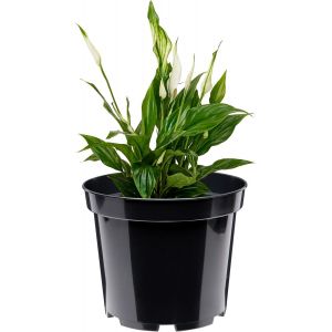 Pots Horticulture Ronds Pots pour Culture de Plants de Plantes et Fleurs GD-0025 (Noir,&iquest; 32,7cm H 26cm) - Neuf