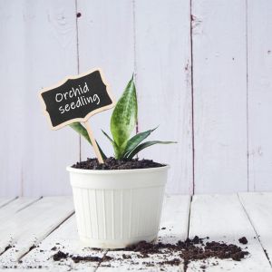 Asfasfq-Etiquette Bois Plante Jardin Potager Extérieur Étiquette De Tableau Noir Marqueur De Plante Plantes Tags Pour Les Graines Plantes Ardoise Étiquettes Pour Fleur Légumes Graine Jardin Pépinière - Neuf