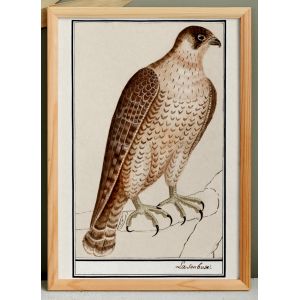 Petite affiche sur le Faucon p&eacute;lerin, d'apr&egrave;s une gravure ancienne de 1610. - Neuf