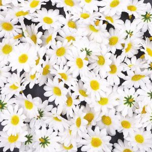 100x Lifelike Artisanat Blanc Artificiel Marguerite Tissu Fleurs T&ecirc;tes, La Table De F&ecirc;te De Mariage Diffuse Les Confettis, Accessoires De Scrapbooking Bricolage, D&eacute;corations De Cartes - Neuf