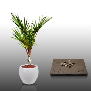 10 Graines À Semer - Le Grenier D'abondance - Latanier - Sabal Minor - Neuf