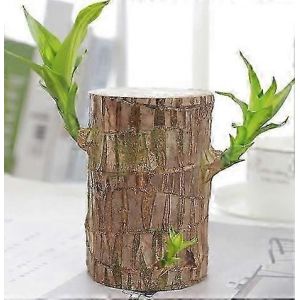 Décor de plantes en bois brésilien Décor de bois hydroponique naturel pour la maison et le bureau Bonsaï de bureau Bonsaï en bois brésilien en direct - Neuf