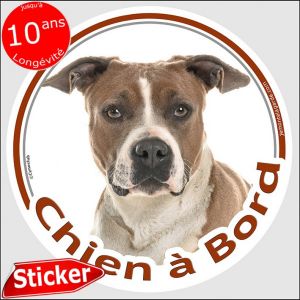 Amstaff Fauve Et Blanc, Sticker Voiture Photo Rond "Chien &Agrave; Bord" R&eacute;siste Pluie Soleil Gel Jusqu'&Agrave; 10 Ans, Id&eacute;e Cadeau, 14 Cm De Diam&egrave;tre Pour American Staffordshire Terrier - Neuf