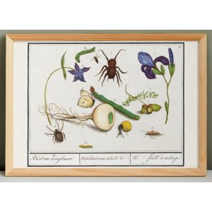 Petite affiche sur &laquo; Insectes et plantes &raquo;, d&rsquo;apr&egrave;s une gravure ancienne de 1610. - Neuf