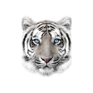 Plaid Polaire Tout Doux 120 X 150 Cm Motif Tigre Blanc - Neuf