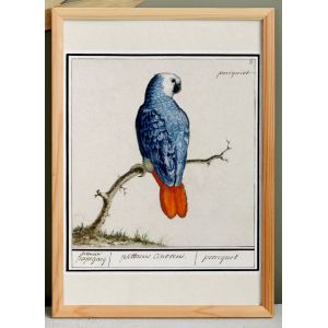Petite affiche sur le perroquet, d'apr&egrave;s une gravure ancienne de 1610. - Neuf