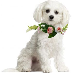 Chenquansarl-Collier De Mariage Pour Chien - 1 Pièce - Couronne De Mariage Avec Ruban De Soie Blanche - Couronne Florale Pour Mariage - Décoration Pour Animaux De Compagnie - Neuf
