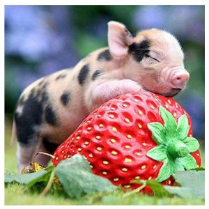 Peinture Diamantée Faite À La Main Représentant Un Cochon Fraise, Décoration Murale En Diamant, 40 X 30 Cm - Neuf
