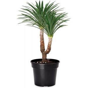 Pots Horticulture Ronds Pots Pour Culture De Plants De Plantes Et Fleurs Gd-0025 (1 Pi&egrave;ces Noir,&iquest; 53cm H=38cm) - Neuf