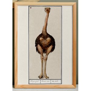 Petite affiche sur l'autruche, d&rsquo;apr&egrave;s une gravure ancienne de 1610. - Neuf