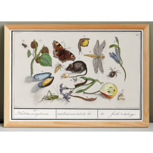 Petite affiche sur "Faune et flore diverses", d&rsquo;apr&egrave;s une gravure ancienne de 1610. - Neuf