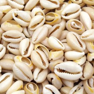 Lot De 100 Coquillages Cauris Naturels 13 18mm, Fabrication De Bijoux Diy Et Activit&eacute; Cr&eacute;atives - Neuf