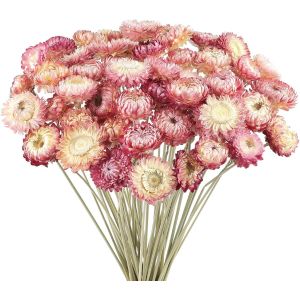 Lot de 50 bouquets de marguerites s&eacute;ch&eacute;es naturelles chrysanth&egrave;mes multicolores s&eacute;ch&eacute;es pour vase,d&eacute;coration d'int&eacute;rieur,f&ecirc;te,arrangement &agrave; faire soi-m&ecirc;me,paille de bl&eacute; pour d&eacute;coration de - Neuf