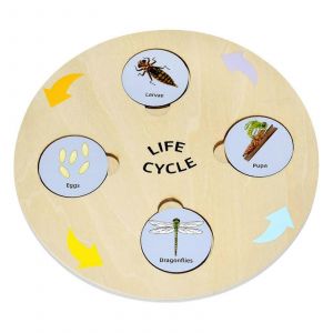 Tableau D'apprentissage Biologique Pour Enfants, Apprentissage De La Vie, D&eacute;monstration De Croissance, Processus De Croissance, Enseignement, Tangrams, Puzzle &Eacute;ducatif - Neuf