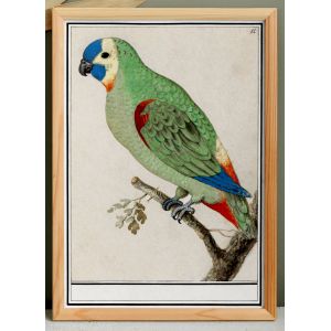 Petite affiche sur la perruche , d&rsquo;apr&egrave;s une gravure ancienne de 1610. - Neuf