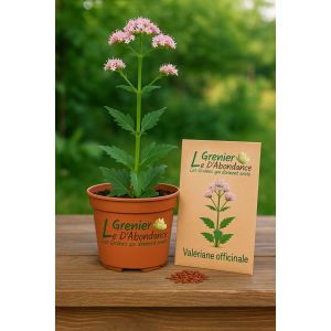 100 Graines &Agrave; Semer - Le Grenier D'abondance - Val&eacute;riane Officinale &iquest; Valeriana Officinalis - Neuf
