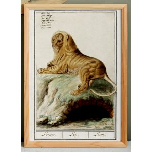 Petite affiche sur le lion, d&rsquo;apr&egrave;s une gravure ancienne de 1610. - Neuf