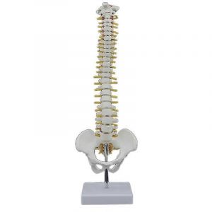 45cm Colonne vertébrale humaine avec anatomie anatomique humaine pelvienne colonne vertébrale + support Fexible - Neuf