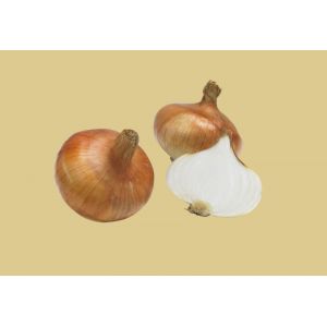 Oignons De Stuttgarter 100g - Neuf