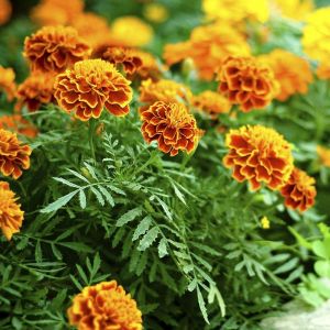 150 Graines De Fleurs D'oeillet D'inde M&eacute;thode Bio Anti Puceron Jardin L&eacute;gume - Neuf