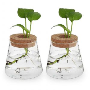 2pcs Bureau Verre Jardinière Chic Hydroponique Vase Jardinière Vase En Verre Pour La Maison - Neuf