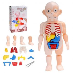 ensemble de puzzle &eacute;ducatif pour enfants, jouet d'apprentissage, plateau de jeu d'anatomie 3D, mod&egrave;le d'organe du corps humain miniature &agrave; faire soi-m&ecirc;me - Neuf
