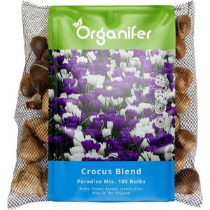 100 Bulbes De Crocus - M&eacute;lange Paradisiaque &Agrave; Grandes Fleurs - Taille Xxl 8/9 Cm - Organifer - Neuf