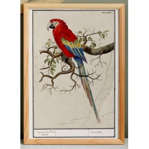 Petite affiche sur le Perroquet, d&rsquo;apr&egrave;s une gravure ancienne de 1610. - Neuf