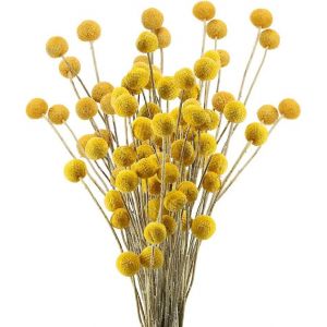 30 tiges Craspedia fleur séchée bouquet naturel fleurs séchées Craspedia jaune Billy bouton boules - Neuf