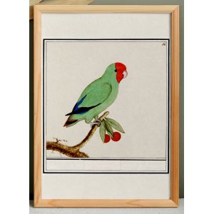 Petite affiche sur la "Perruche &agrave; t&ecirc;te rouge", d'apr&egrave;s une gravure ancienne de 1610. - Neuf