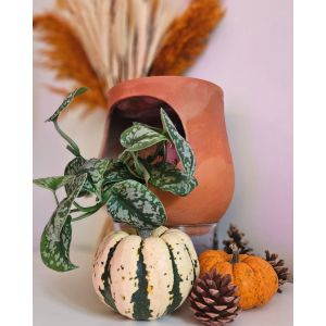 LUO GARDEN - AYO COLONNES VÉGÉTALES EN EAU - MODULE EN TERRE CUITE ET EN VERRE - Neuf