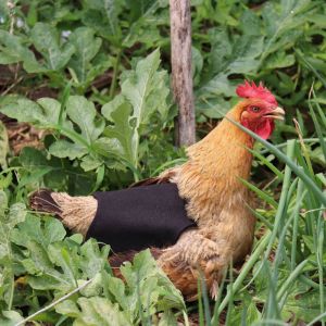 Lot De 5 Tabliers De Protection Pour Poules, Avec Sangles Élastiques, Pour Petites Et Moyennes Poules - Neuf