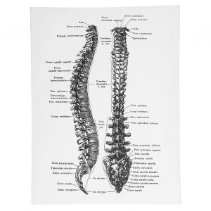 Hjlian Anatomie Sur Toile, Decoration Murale Retro, Tableau D'orgue, Pour Chambre D'hopital, Salle De Classe, Type B - Neuf