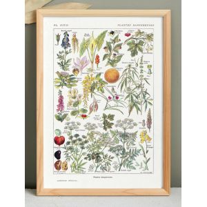 Affiche sur les plantes dangereuses "cigue", d'apr&egrave;s une lithographie de 1920 - Neuf