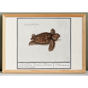 Petite affiche sur la Tortue de terre, d&rsquo;apr&egrave;s une gravure ancienne de 1610. - Neuf