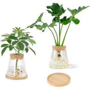 KALANKA-Lot de 2 Stations de Propagation de Plantes en Verre, Bouteille pour Plantes Hydroponiques, Jardinière en Verre avec Couvercle en Bois pour Décoration de Maison, Bureau, Table - Neuf