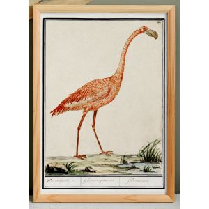Petite affiche sur le flamant rose, d&iquest;apr&egrave;s une gravure ancienne de 1610. - Neuf