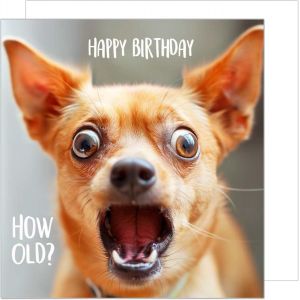 Carte d'anniversaire carr&eacute;e de qualit&eacute; sup&eacute;rieure avec enveloppe. Carte de v?ux Happy Birthday pour femme homme fille fils ami coll&egrave;gue motif chien (GQ157 SW024) - Neuf