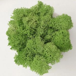 Bon March&eacute; 500/200/100G Hi-Q Artificiel Immortel Mousse Herbe Plantes Vertes Fausse Fleur Bricolage D&eacute;cor Pour Jardin Maison Paysage Plantes Mur.Light Yellow Green.100G - Neuf