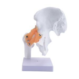 Modèle anatomique grandeur nature de l'articulation de la hanche Anatomie du squelette humain - Neuf