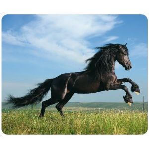 Cheval Noir-Black Beauty"" (Motiv 82-Horse): High-Quality Mouse Mat Made Of Special Rubber With High Tear Resistance,Very Grippy Base For Optimal Grip - Neuf